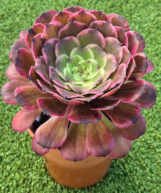 Aeonium 'Ink Painting'