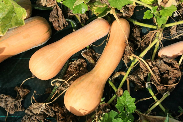 Courge Longue de Nice