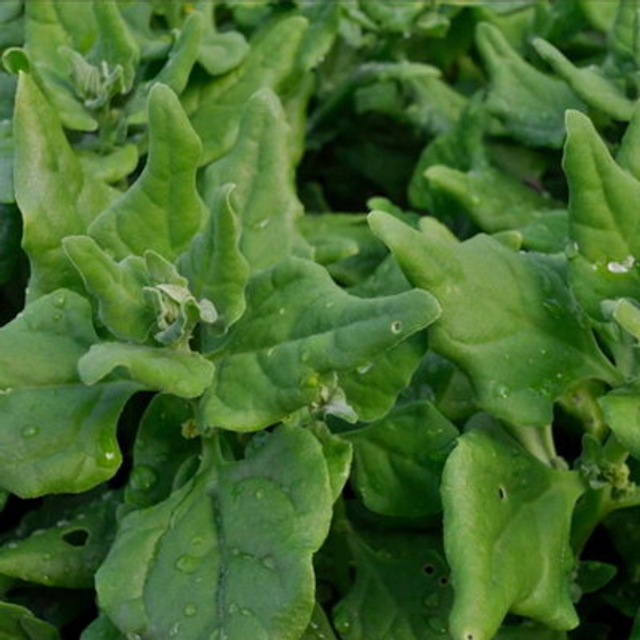 Tétragone Cornue AB ou Faux épinard (Tetragonia tetragonioides)