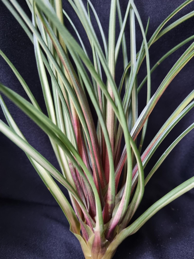 Wallisia (Tillandsia) cyanea albo marginata