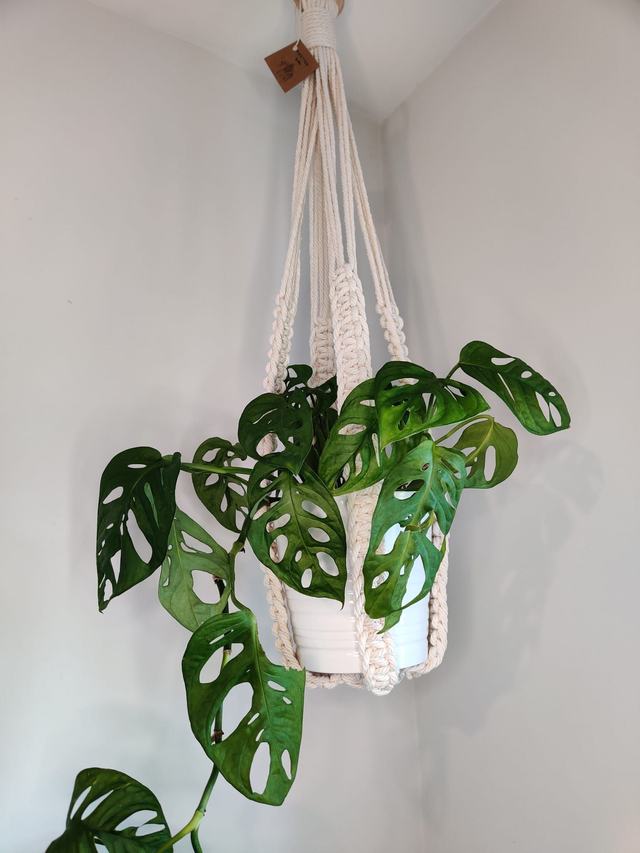 Tassle-less plant hanger