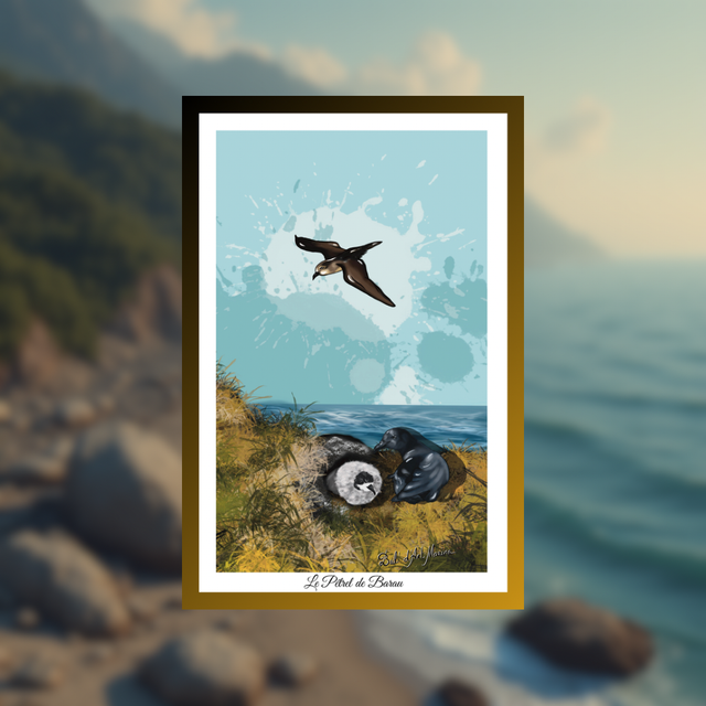 Carte postale - Le Pétrel du Barau