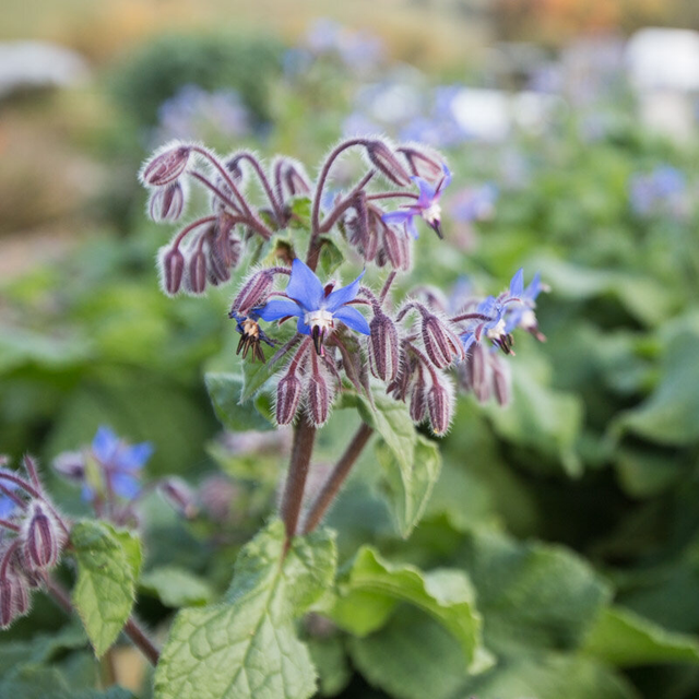 Bourrache bleue Bio - Borago Officinalis