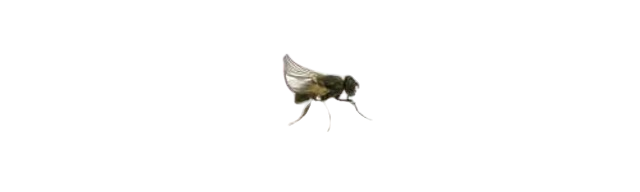 Mouche Aptères x10