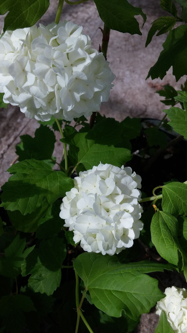 viburnum opulus snowball - 1ltr pot