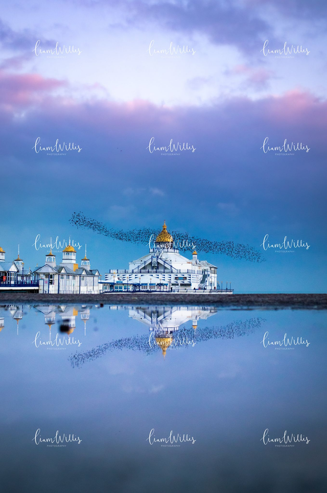 Eastbourne Pier Starling Line Print