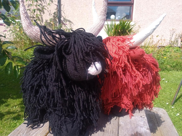 Large Shaggy Highland Coo