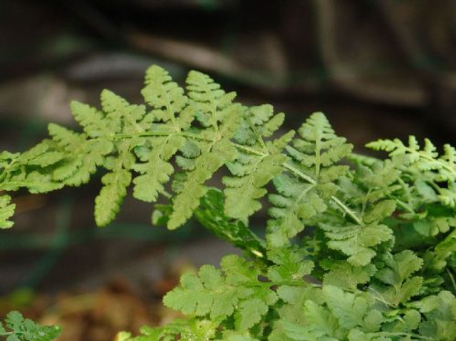 Woodsia obtusa - Blunt-lobed Woodsia 1 litre