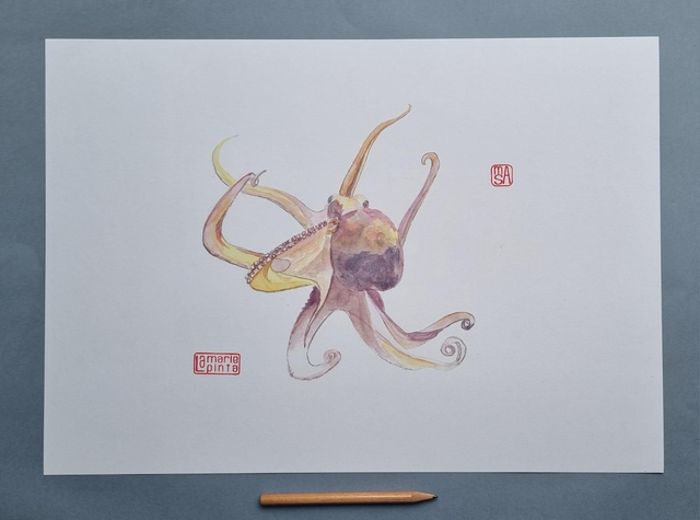 Petit poulpe à partir de 4€