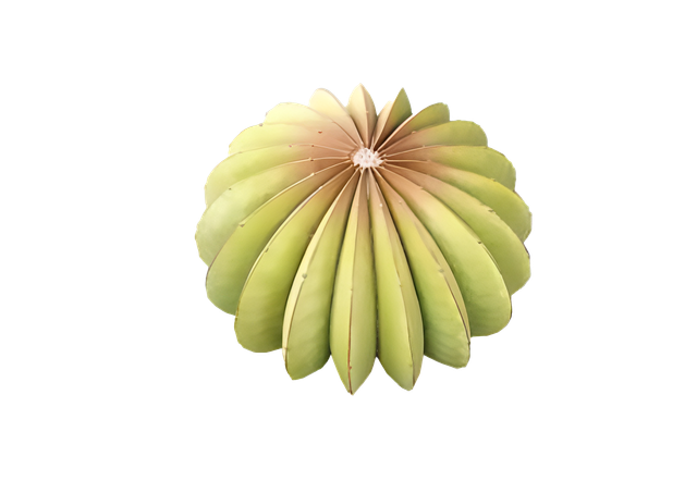 Cactus Coussin de belle Mère