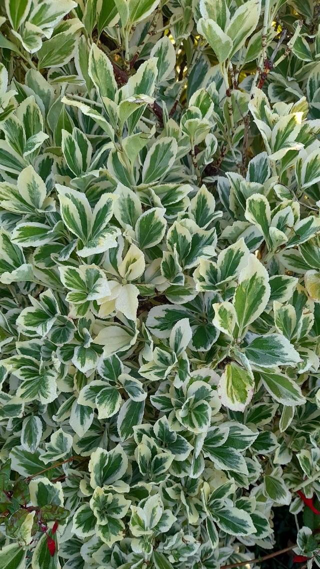 Euonymus fortunei 'Silver Queen' - 1ltr pot