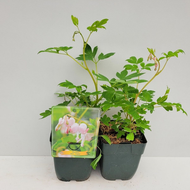 A12 . Dicentra spectabilis 'Cupid'