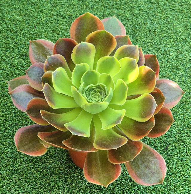 Aeonium &#039;Green Lemon&#039;