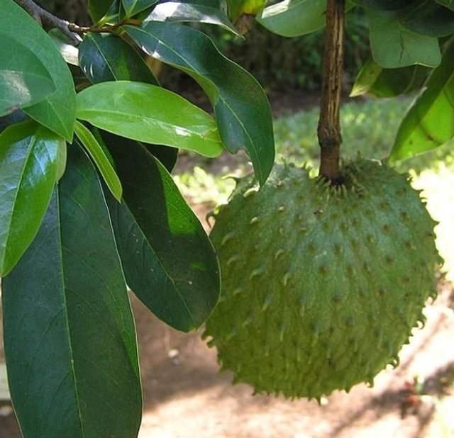 Annona Muricata 500 mg puur. 70 caps. 