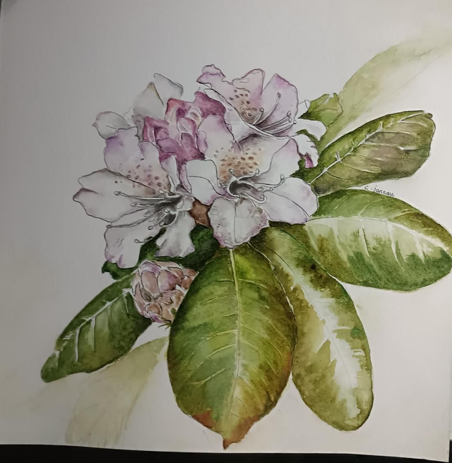 Tableau Aquarelle le rhododindron 21/21cm