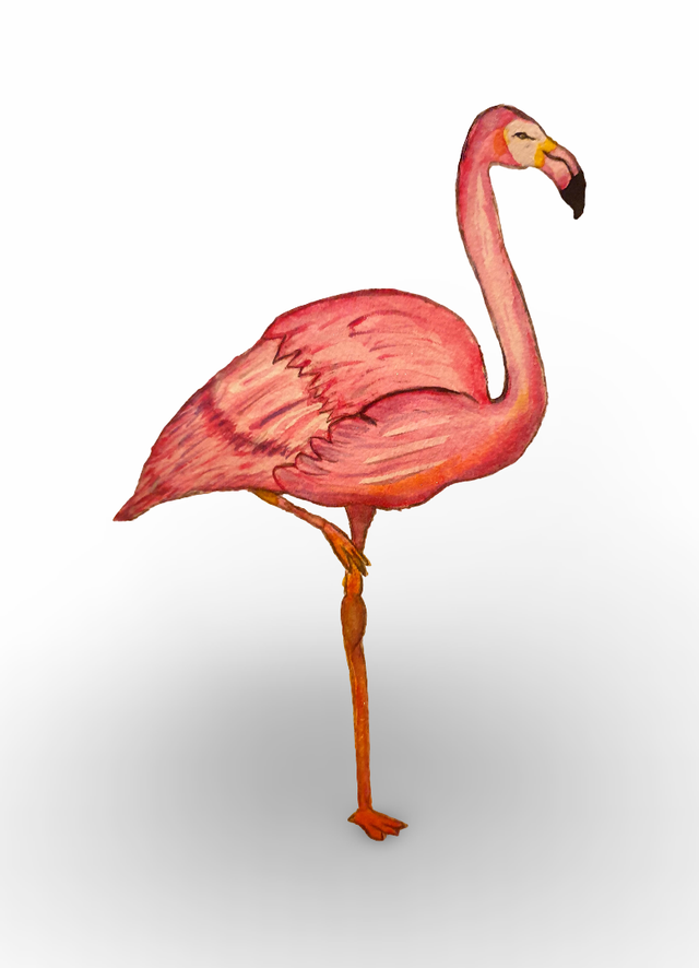 Flamingo