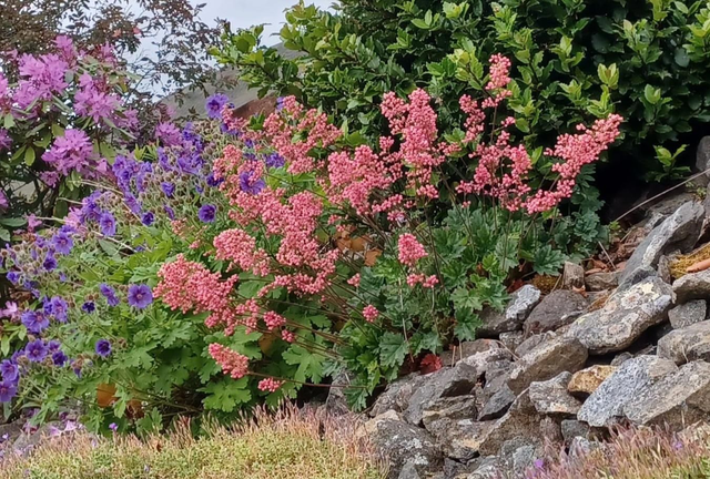 Heuchera sanguinea pink