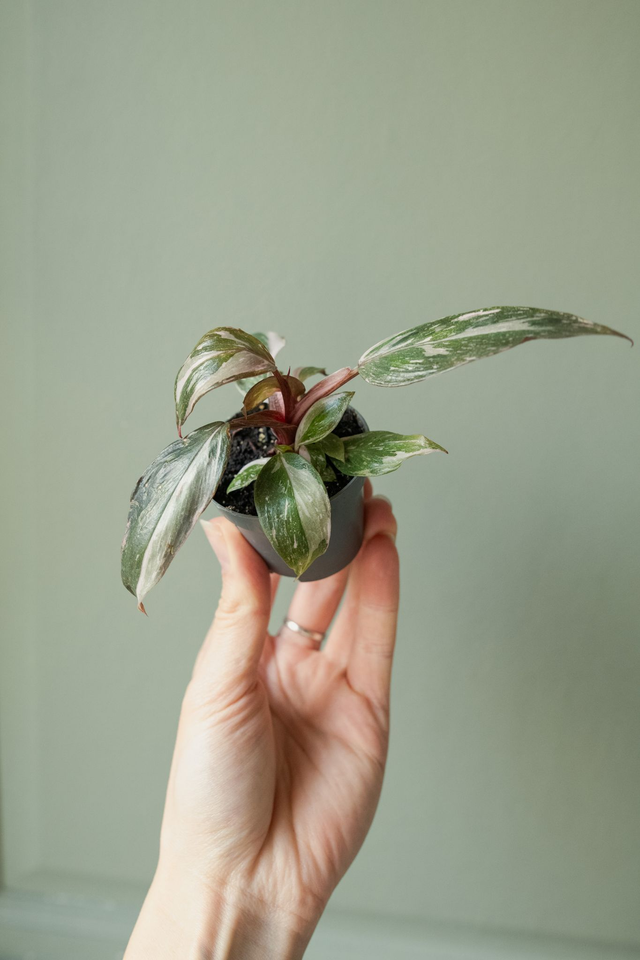 Philodendron Pink Princess (mini) 🌿