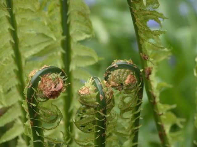 Matteucia struthiopteris &#039;The King&#039; (Jumbo) Giant Ostrich Fern 
