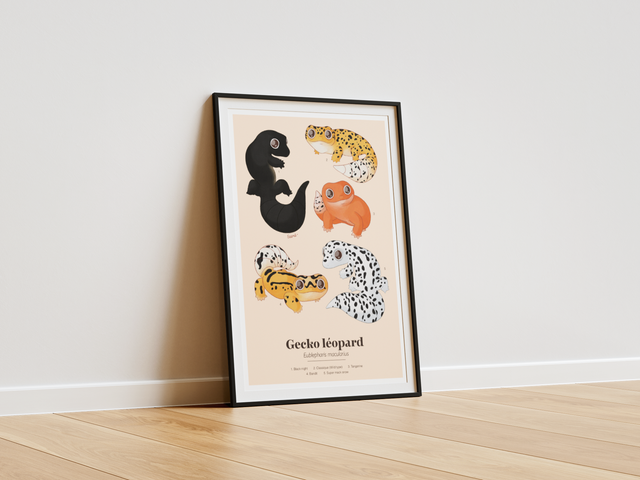 Collection "Planche d'études" - Gecko Léopard