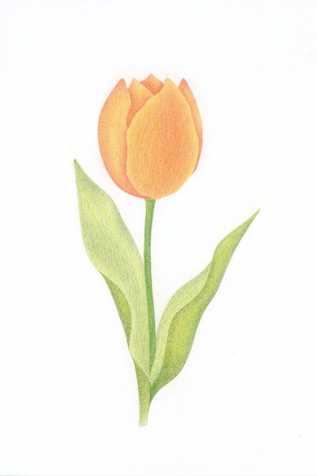 Illustration Tulipe – Dessin original au crayon de couleur (Format A5)