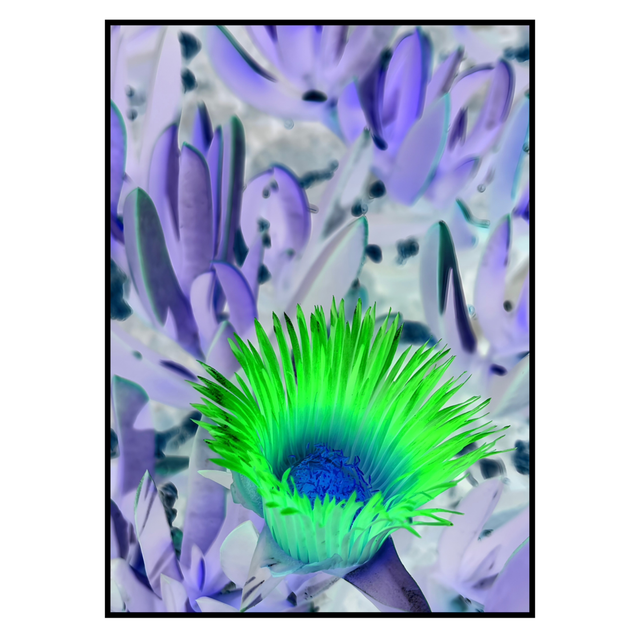 NV 001