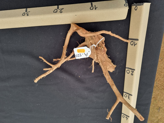 Racine araignée A-225