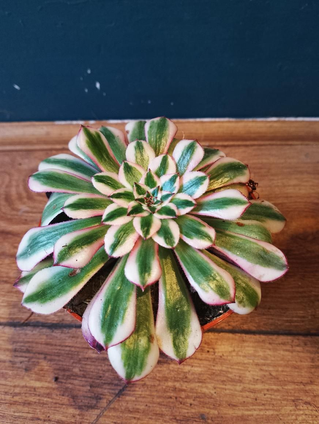 Aeonium in 10cm pot 