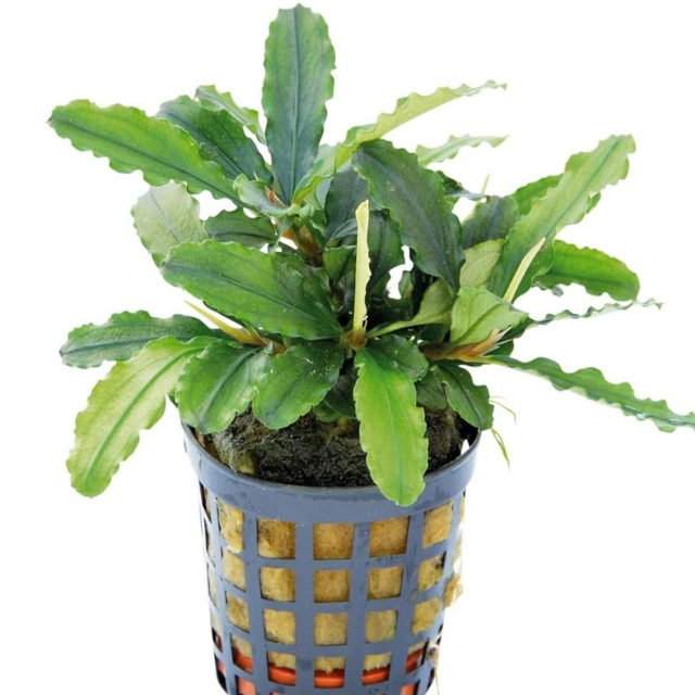 AP Bucephulandra Theia Green 8715897314865