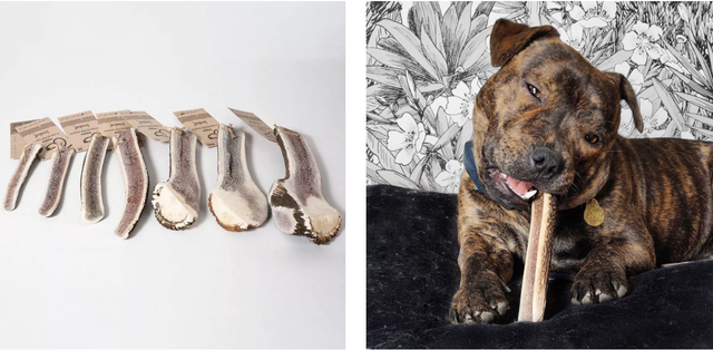 Bois de cerf tranché à mâcher pour chien - TOBY Taille S