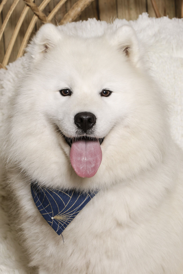 Portrait animalier en Studio 
