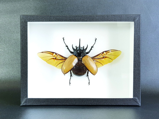 Eupatorus gracilicornis