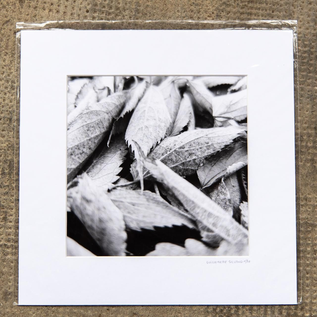 Tirage d'art "feuilles mortes" - 20x20