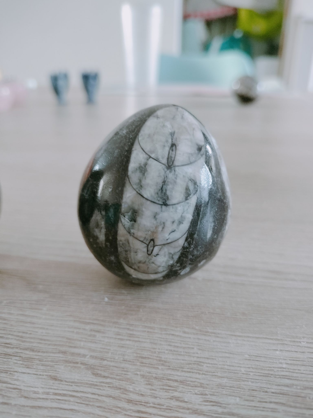 Oeuf Orthocéras Qualité A+ 50 à 60 mm