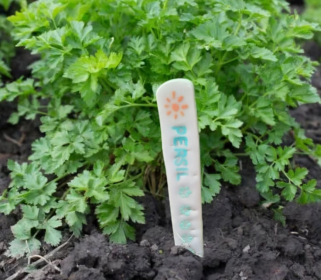 Étiquettes en céramique persil pour jardin potager