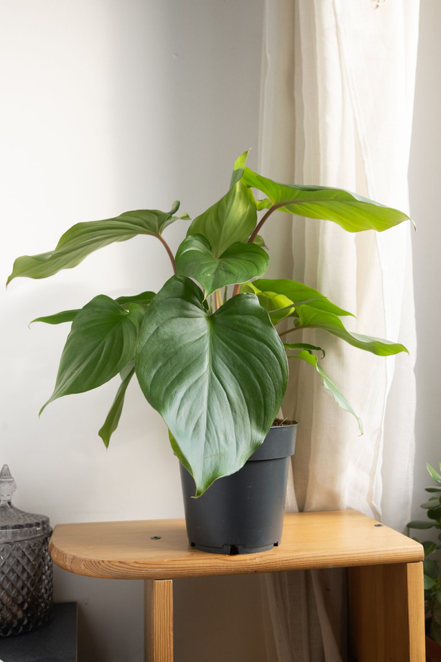 Homalomena Rubescens Maggy 🌿