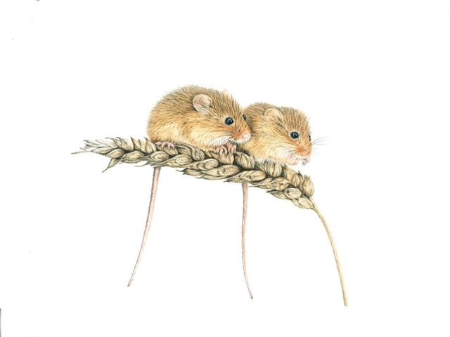 ‘harvest mice’ - ORIGINAL (framed)