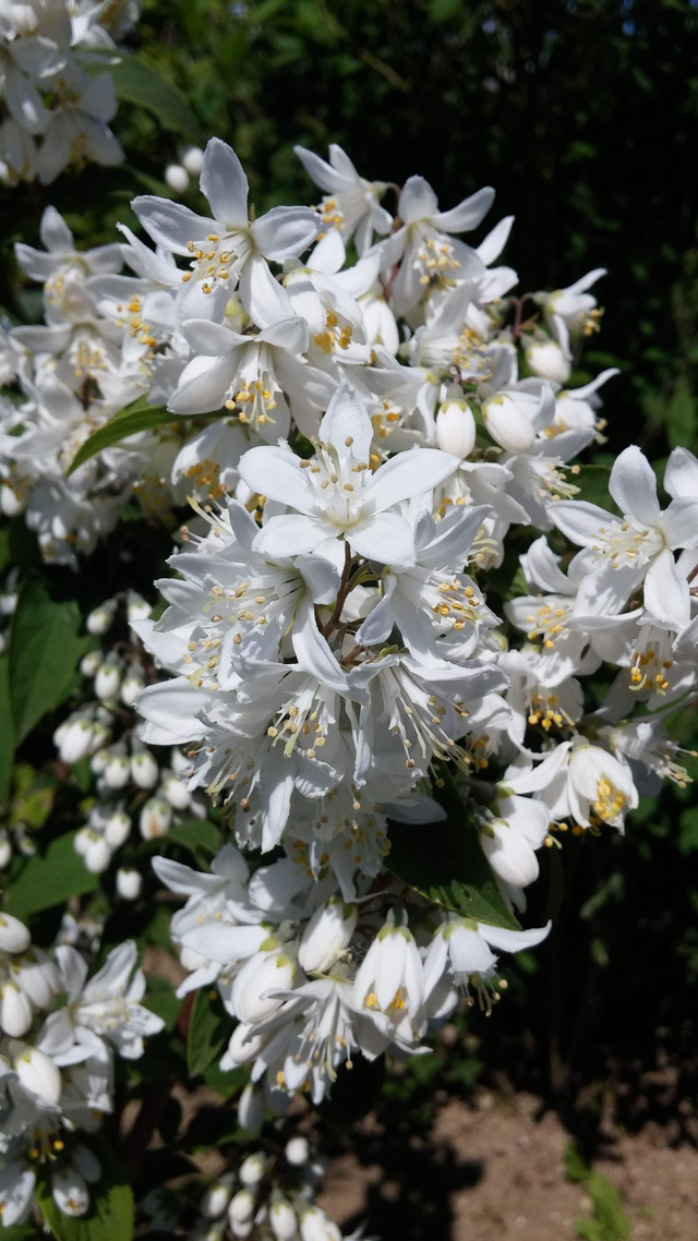 Deutzia Gracilis - 1ltr pot