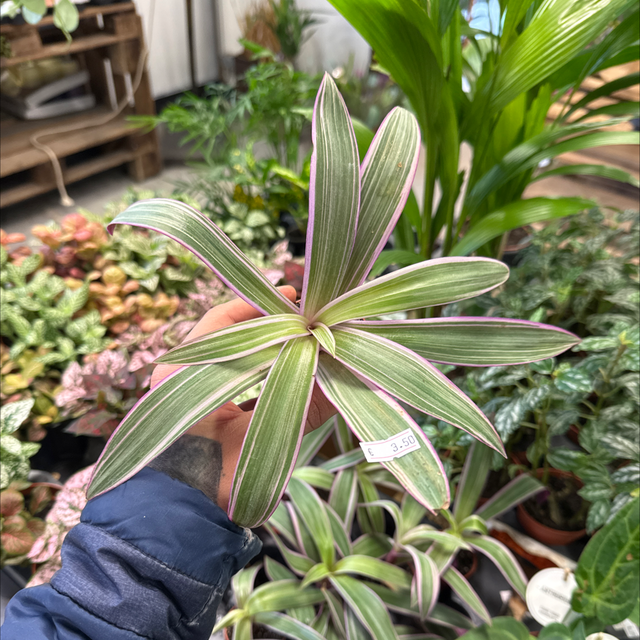 Baby Tradescantia SP Siatra