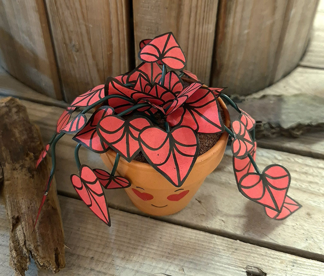 Baby plante &quot;Cœur&quot;