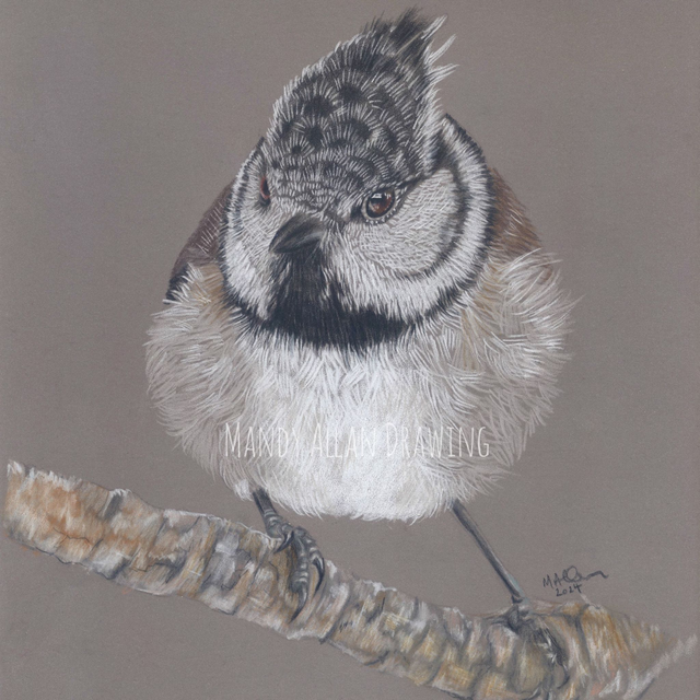 &quot;Crested Tit&quot; Original Drawing 