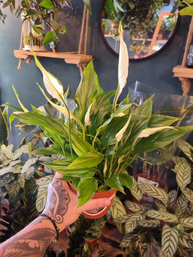 Peace lily in 12cm pot 
