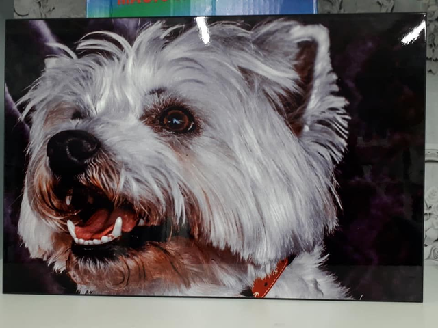 High Gloss Fade Resistant Photo Block