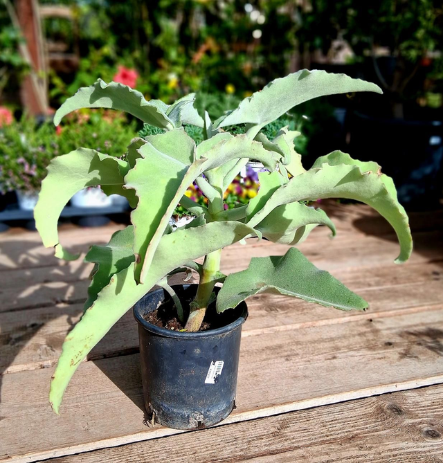 A62 . Kalanchoe Behariensis vaso 18