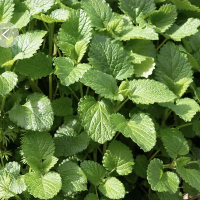 Mélisse officinale Bio - Melissa officinalis 