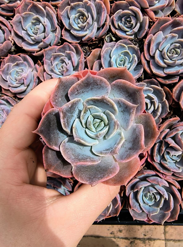 Echeveria 'Colorshift' 