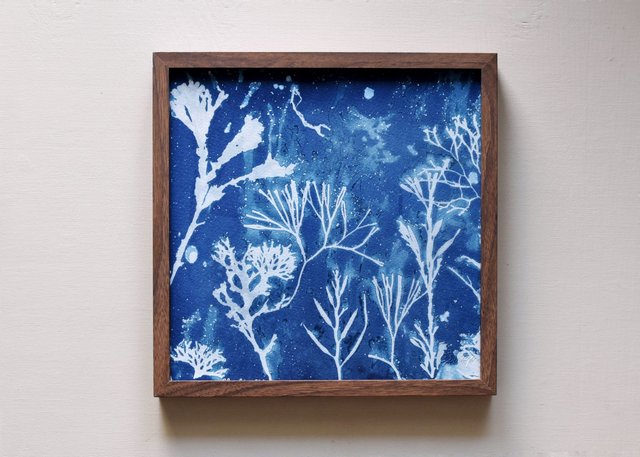 Algae - Quadratum aquaticum - 30x30 cm