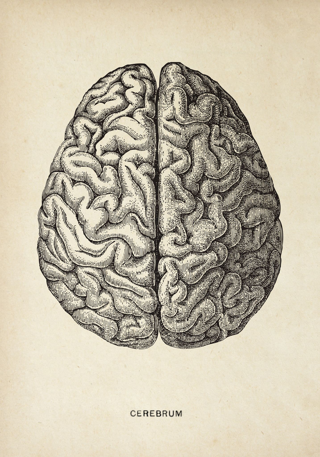 Brain Cerebrum