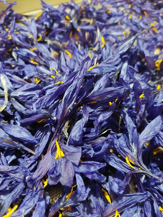 1-Fleurs de safran séchés bio 200g