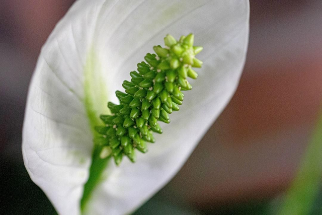 Spathiphyllum